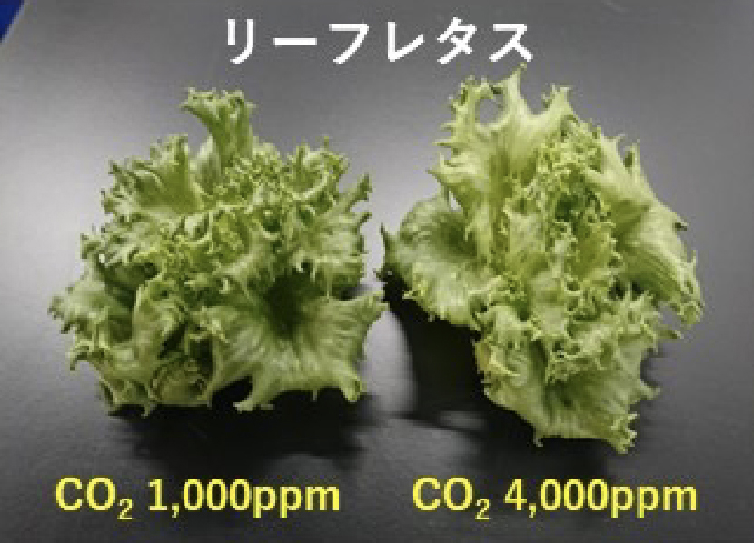 異なる気中CO2濃度下で栽培したリーフレタス（播種 35 日目）