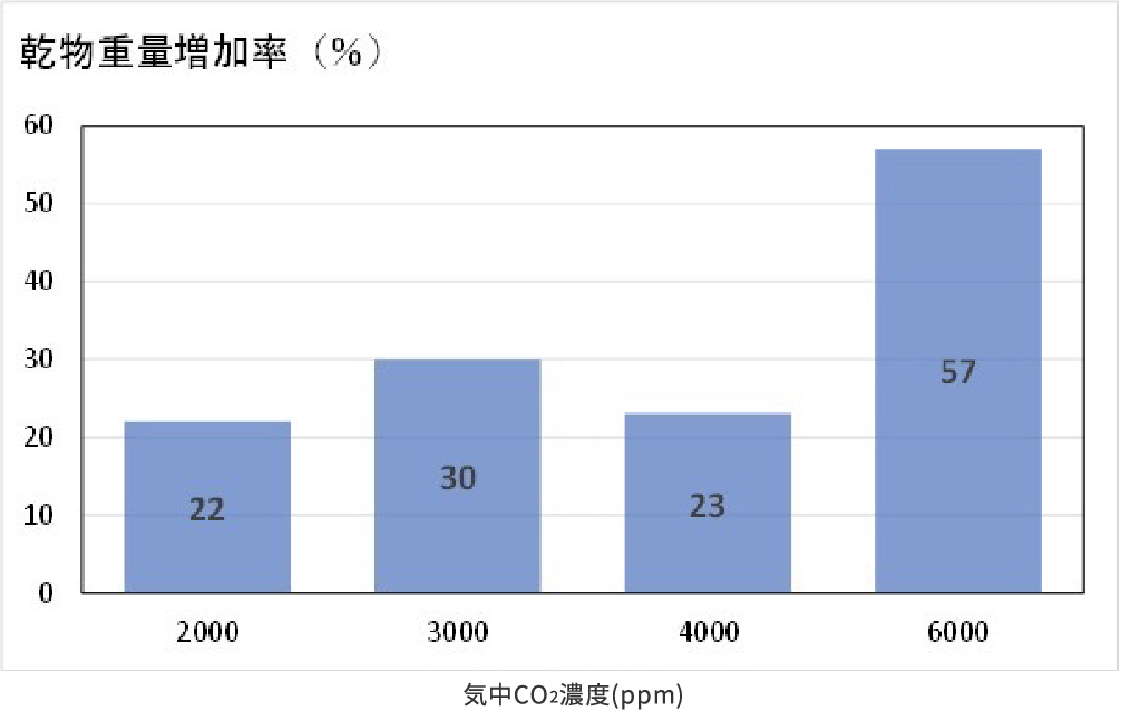 気中CO2濃度1,000ppmで栽培したリーフレタス乾物重量に対する乾物重量増加率（播種 35 日目、各CO2濃度での5株平均値）